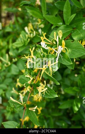 Weiße und orange Blüten von lonicera japonica Stockfoto