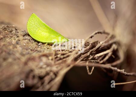 Grüne Katydid (Tettigoniidae) auf trockener Rinde sitzend, Uganda, Afrika Stockfoto