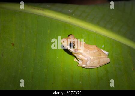 Gelber Baumfrosch (Boophis) auf einem grünen Blatt sitzend, Nosy Komba, Madagaskar Stockfoto