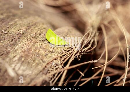 Grüne Katydid (Tettigoniidae) auf trockener Rinde sitzend, Uganda, Afrika Stockfoto