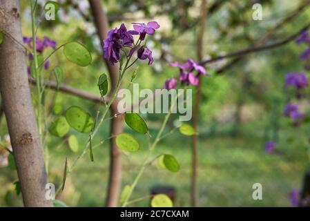 Lunaria annua lila Blüten und frische grüne Samenkapseln Stockfoto