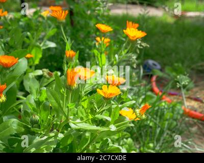 Ein üppiger Busch von leuchtend orangefarbenen Ringelblumen Ringelblume wächst in einem Garten an einem sonnigen Tag. Wasserschlauch auf dem Hintergrund. Stockfoto