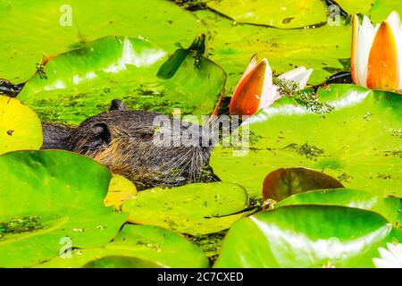 Ausgewachsener Coypu im Teich. Coypu ist ein großer, pflanzenfressender, semiaquatischer Nager. Mitglied der Familie Myocastoridae, die zu den Echimyidae gehört Stockfoto