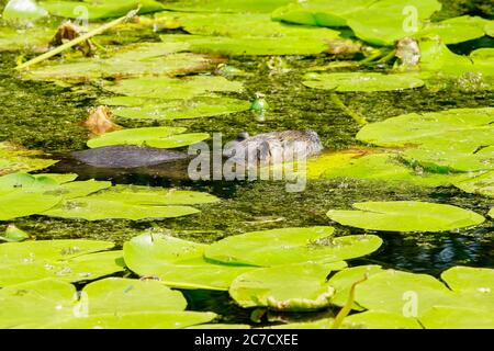 Ausgewachsener Coypu im Teich. Coypu ist ein großer, pflanzenfressender, semiaquatischer Nager. Mitglied der Familie Myocastoridae, die zu den Echimyidae gehört Stockfoto