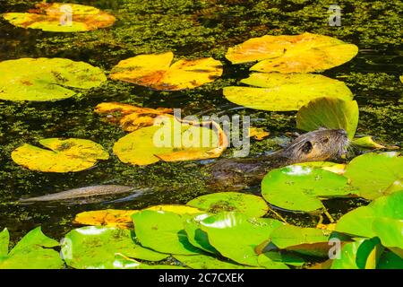 Ausgewachsener Coypu im Teich. Coypu ist ein großer, pflanzenfressender, semiaquatischer Nager. Mitglied der Familie Myocastoridae, die zu den Echimyidae gehört Stockfoto