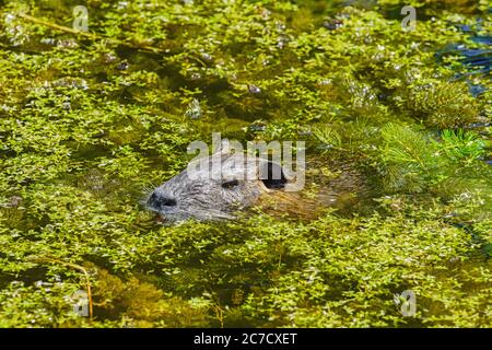 Ausgewachsener Coypu im Teich. Coypu ist ein großer, pflanzenfressender, semiaquatischer Nager. Mitglied der Familie Myocastoridae, die zu den Echimyidae gehört Stockfoto