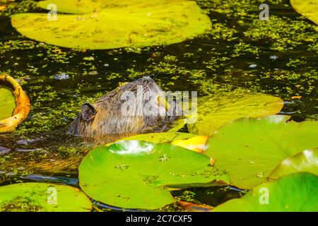 Die Koypu essen. Coypu ist ein großer, pflanzenfressender, semiaquatischer Nager. Mitglied der Familie Myocastoridae, die zu den Echimyidae gehört, der Familie der Stockfoto