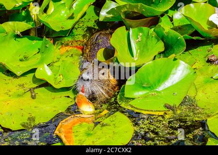 Ausgewachsener Coypu im Teich. Coypu ist ein großer, pflanzenfressender, semiaquatischer Nager. Mitglied der Familie Myocastoridae, die zu den Echimyidae gehört Stockfoto