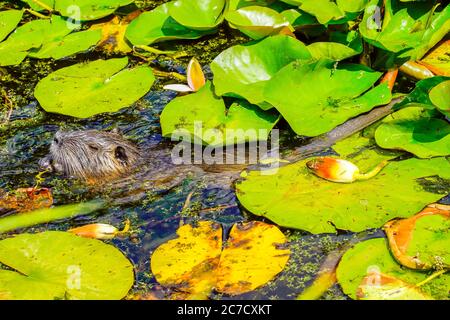 Ausgewachsener Coypu im Teich. Coypu ist ein großer, pflanzenfressender, semiaquatischer Nager. Mitglied der Familie Myocastoridae, die zu den Echimyidae gehört Stockfoto
