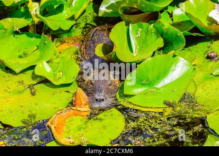 Ausgewachsener Coypu im Teich. Coypu ist ein großer, pflanzenfressender, semiaquatischer Nager. Mitglied der Familie Myocastoridae, die zu den Echimyidae gehört Stockfoto