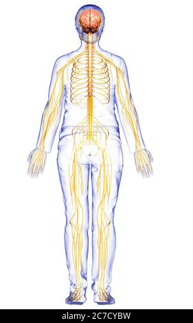 3d-Darstellung medizinisch akkurate Darstellung eines weiblichen Nervensystems Stockfoto