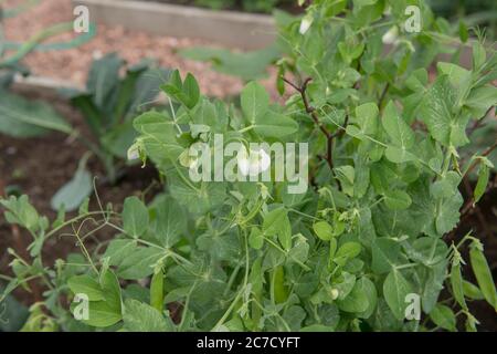 Weiße Blumen und Pods von selbst angebauten Bio-Schneeerde oder Mangetout-Pflanzen (Pisum sativum 'Macrocarpon Group'), die in einem Gemüsegarten wachsen Stockfoto