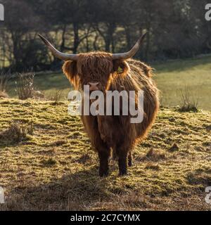 Die Hochlandrinder grasen auf Felder und genießen Sie die Frühlingssonne in den schottischen Highlands Stockfoto