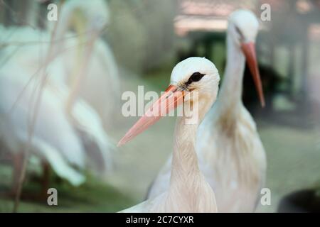 Störche in der Voliere Nahaufnahme selektiver Fokus. Stockfoto