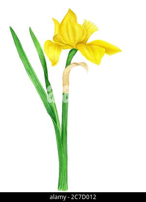 Gelbe Daffodil vintage Aquarell botanische Illustration Stockfoto