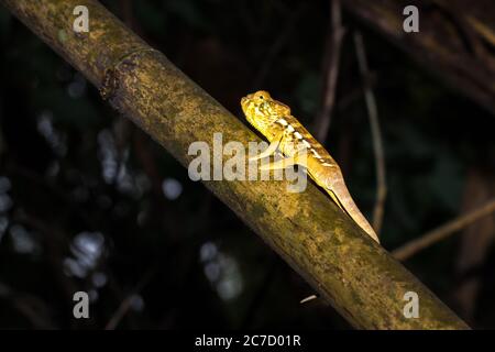 Panther chameleon (Furcifer pardalis) auf einem Ast liegend, Madagaskar Stockfoto