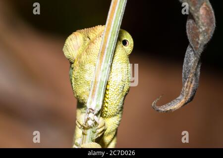 Panther chameleon (Furcifer pardalis) auf einem Ast liegend, Madagaskar Stockfoto