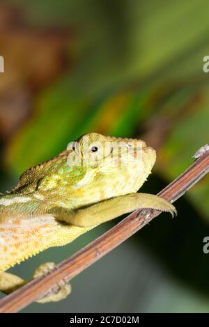 Panther chameleon (Furcifer pardalis) auf einem Ast liegend, Madagaskar Stockfoto