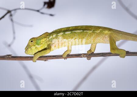 Panther chameleon (Furcifer pardalis) auf einem Ast liegend, Madagaskar Stockfoto