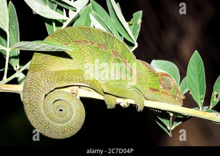 Panther chameleon (Furcifer pardalis) auf einem Ast liegend, Madagaskar Stockfoto
