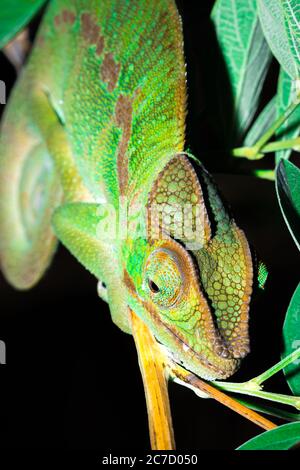 Panther chameleon (Furcifer pardalis) auf einem Ast liegend, Madagaskar Stockfoto