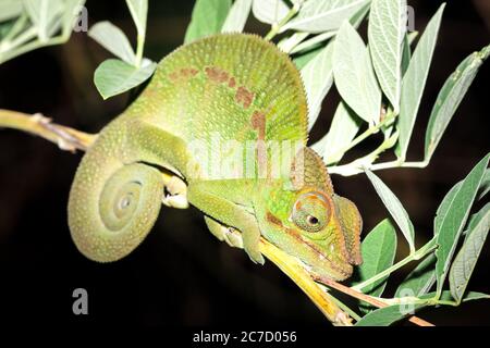 Panther chameleon (Furcifer pardalis) auf einem Ast liegend, Madagaskar Stockfoto