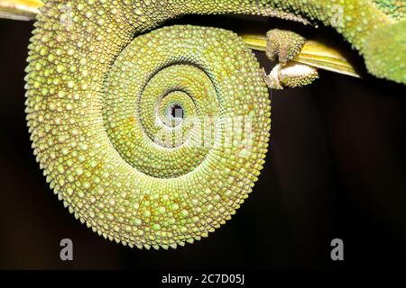 Panther chameleon (Furcifer pardalis) auf einem Ast liegend, Madagaskar Stockfoto