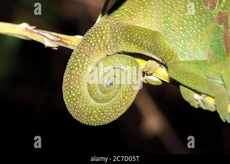 Panther chameleon (Furcifer pardalis) auf einem Ast liegend, Madagaskar Stockfoto