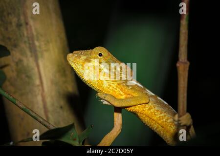 Panther chameleon (Furcifer pardalis) auf einem Ast liegend, Madagaskar Stockfoto