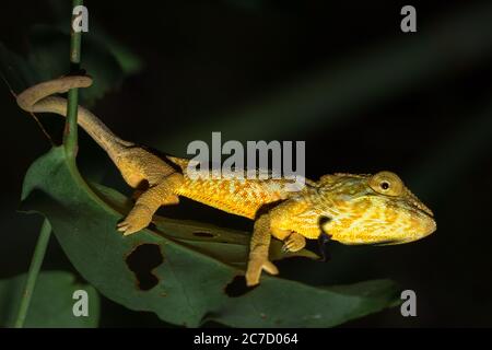 Panther chameleon (Furcifer pardalis) auf einem Ast liegend, Madagaskar Stockfoto