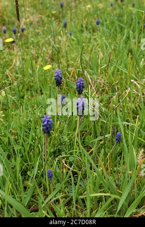 Muscari vernachlässctum blaue Blüten Stockfoto