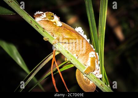 Panther chameleon (Furcifer pardalis) auf einem Ast liegend, Madagaskar Stockfoto