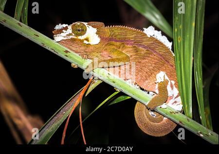 Panther chameleon (Furcifer pardalis) auf einem Ast liegend, Madagaskar Stockfoto
