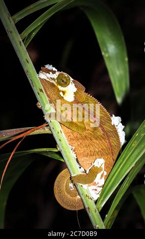 Panther chameleon (Furcifer pardalis) auf einem Ast liegend, Madagaskar Stockfoto