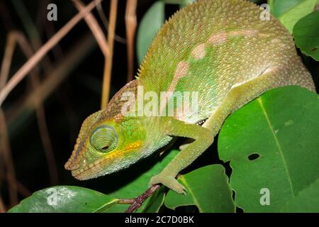 Panther chameleon (Furcifer pardalis) auf einem Ast liegend, Madagaskar Stockfoto