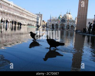 Schwarze Vögel waten im Wasser (Aqua alta) des Markusplatzes in Venedig unter einem klaren blauen Himmel, Venedig, Italien, Europa Stockfoto