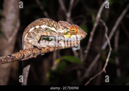 Panther chameleon (Furcifer pardalis) auf einem Ast liegend, Madagaskar Stockfoto