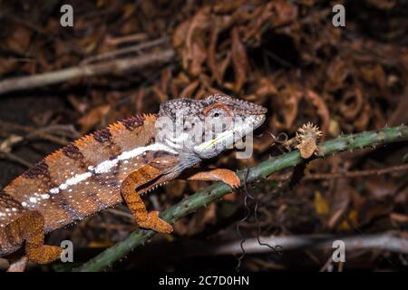 Panther chameleon (Furcifer pardalis) auf einem Ast liegend, Madagaskar Stockfoto