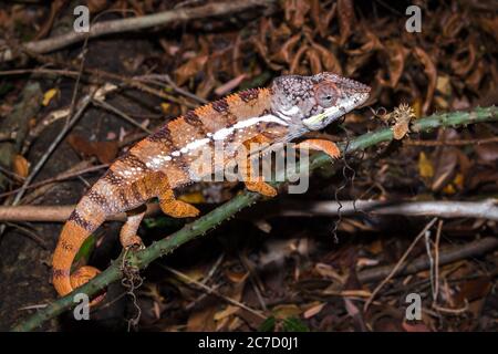 Panther chameleon (Furcifer pardalis) auf einem Ast liegend, Madagaskar Stockfoto