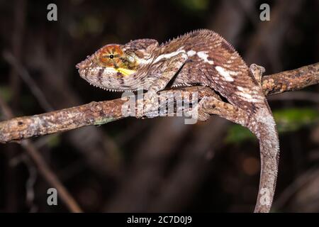Panther chameleon (Furcifer pardalis) auf einem Ast liegend, Madagaskar Stockfoto