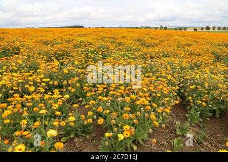 Calendula, Heilblumen wachsen in einem Feld in Deutschland Stockfoto