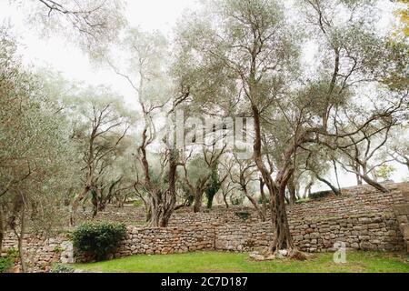 Olivenbäume im Olivengarten, mehrstöckige Steinhügel. Stockfoto