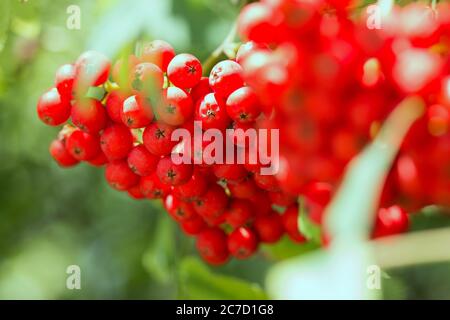 Wilde rote Beeren wachsen auf EINEM Baum mit grünen Blättern an EINEM heißen sonnigen Tag. Stockfoto