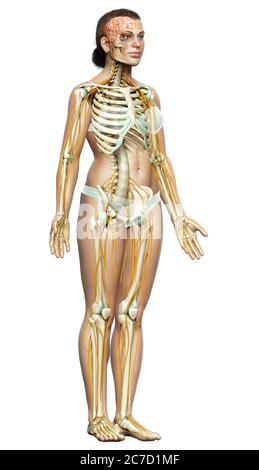 3d-Darstellung medizinisch akkurate Darstellung eines weiblichen Nervensystems und Skelettsystem Stockfoto