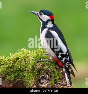 Männlicher Buntspecht (Dendrocopos major) in einem kleinen Wald in Schottland Stockfoto
