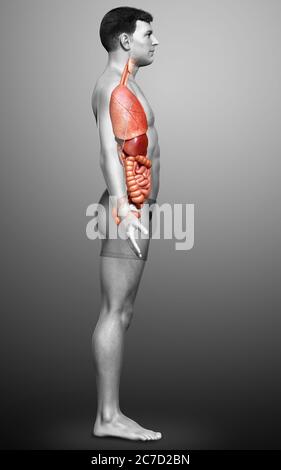 Innere Organe, männlichen Körper - schematische Darstellung der