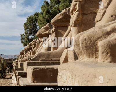 Eine Reihe von Widder mit sphinges vor dem karnak Tempel Stockfoto