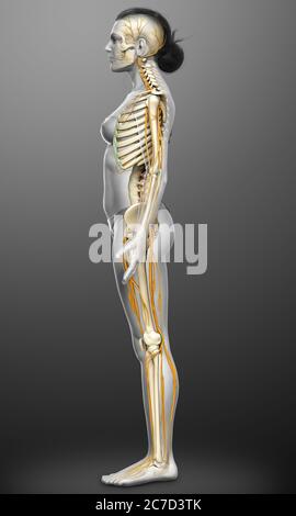3d-Darstellung medizinisch akkurate Darstellung eines weiblichen Nervensystems und Skelettsystem Stockfoto