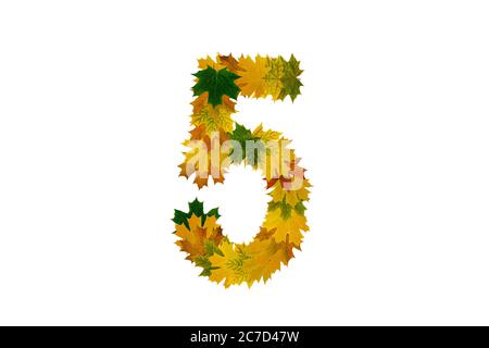 Ziffer 5 aus Herbstahornblättern isoliert auf weißem Hintergrund. Alphabet aus grünen, gelben und orangen Blättern. Stockfoto