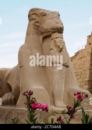 Eine Sphinx am karnak Tempel mit der Statue von pharao ramses Stockfoto